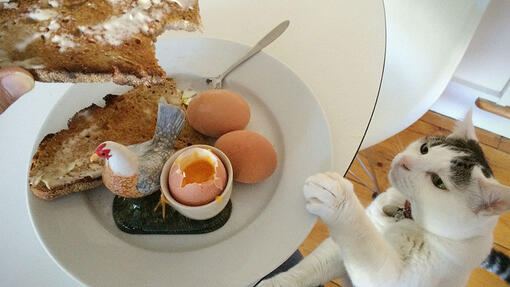 Are cooked eggs sale good for cats